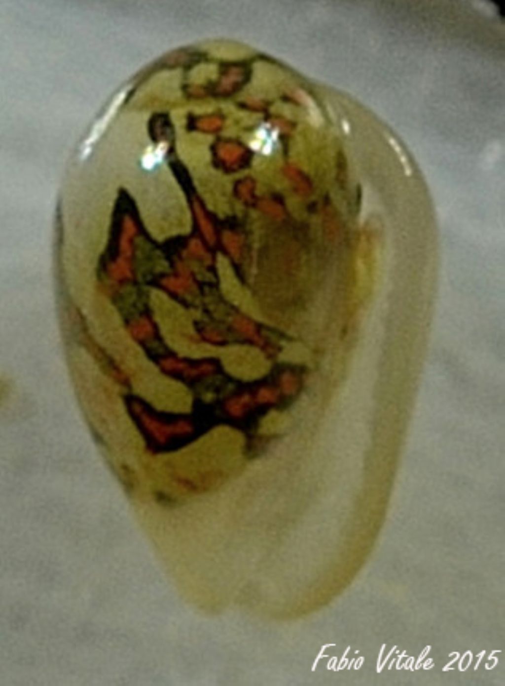 A proposito di Giberule